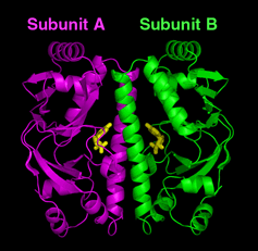 cyclic AMP receptor protein